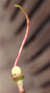  Pistil